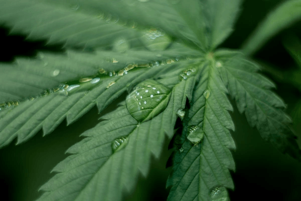 leaves-flowers-marijuana-water-drops-600nw-1307827144